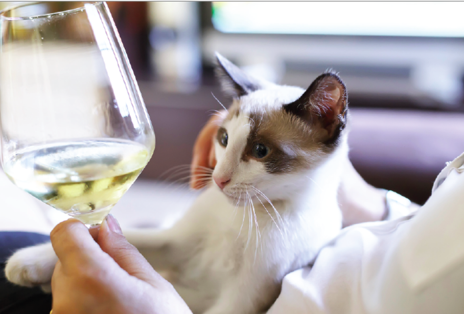 고양이, 강아지와 함께 와인을?