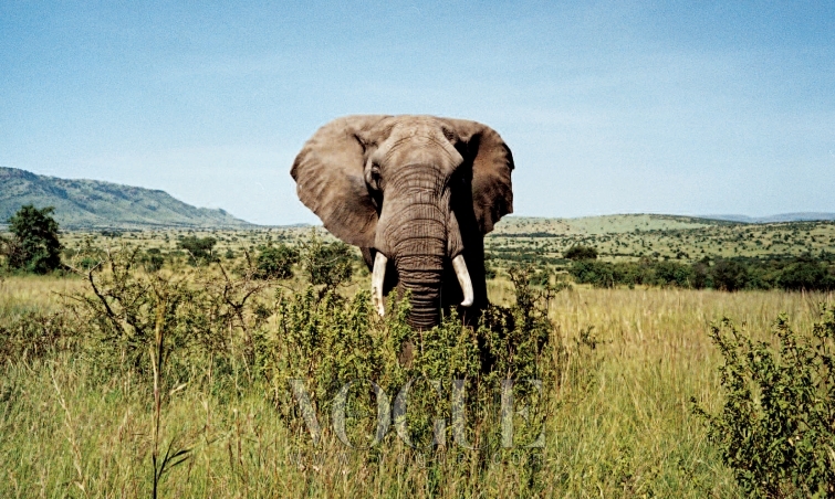 STOMPING GROUND 위엄 있는 아프리카 코끼리를 보고 그녀는 이렇게 말했다. “정말 멋지네요. 코끼리 귀가 나비 날개처럼 펄럭이네요.”