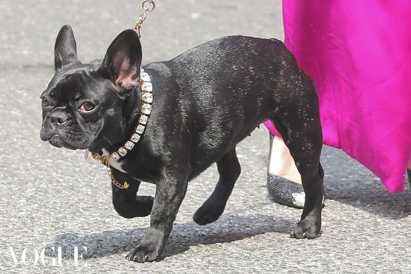 Lady Gaga steps out with her dog Asia wearing all diamonds in New York City. Pictured: Asia Ref: SPL809962  270714   Picture by: Santi/Splash News Splash News and Pictures Los Angeles:	310-821-2666 New York:	212-619-2666 London:	870-934-2666 photodesk@splashnews.com 