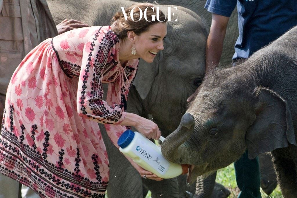 카지랑가 국립공원에 있는 아기 코끼리와 코뿔소에게 우유도 먹이고,