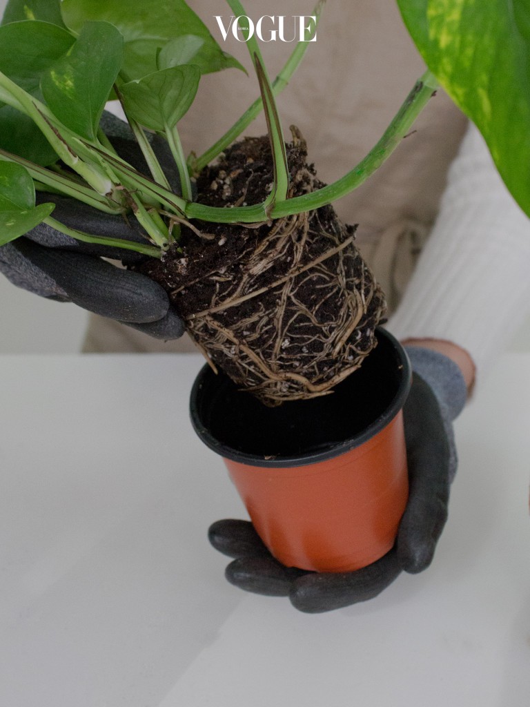 플라스틱 화분에서 식물을 분리해 꺼내줍니다. 이 때 식물의 뿌리가 다치지 않도록 주의해주세요.