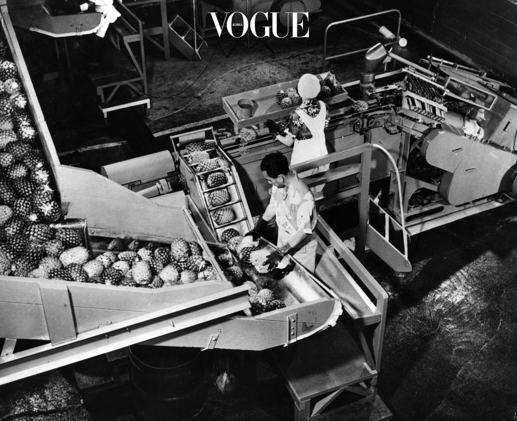 circa 1950:  Workers operating machinery for processing pineapples. The machine removes the shell and core and cuts off ends leaving the fruit in cylindrical form.  (Photo by Three Lions/Getty Images)