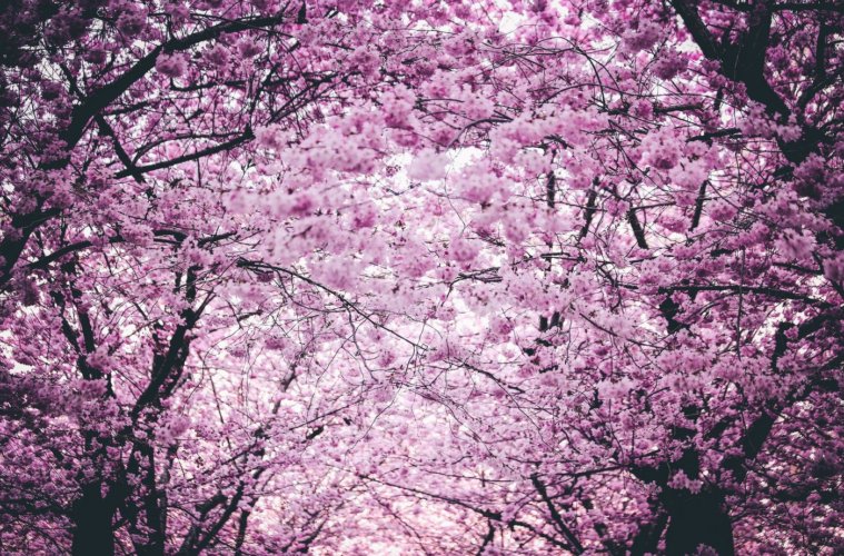 전국에서 열리는 4월의 꽃 축제 | 보그 코리아 (Vogue Korea)