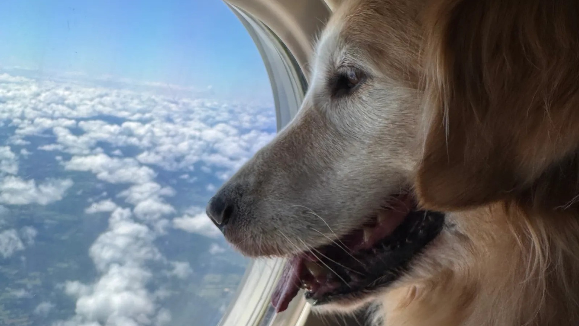 First‑class flight with my dog on Bark Air