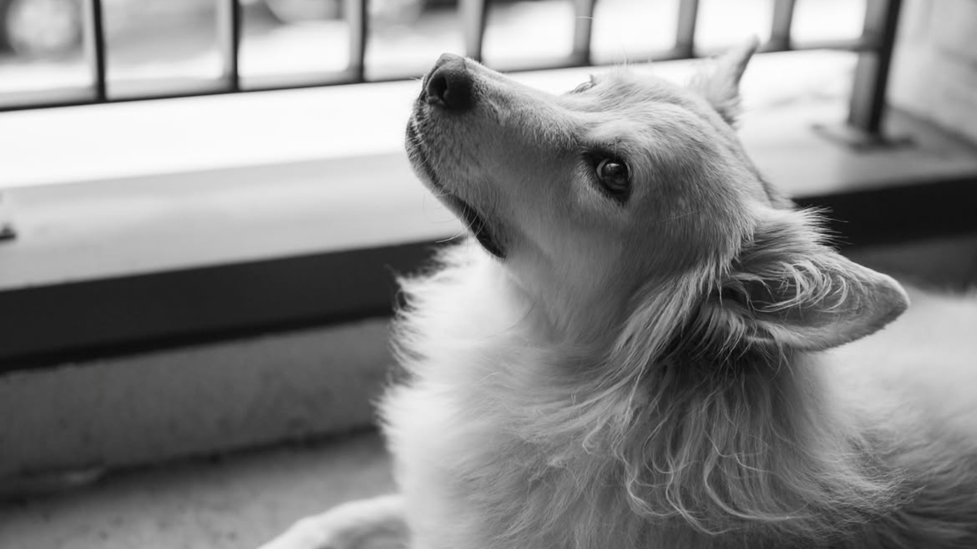 Bidding farewell to my dear dog Simon