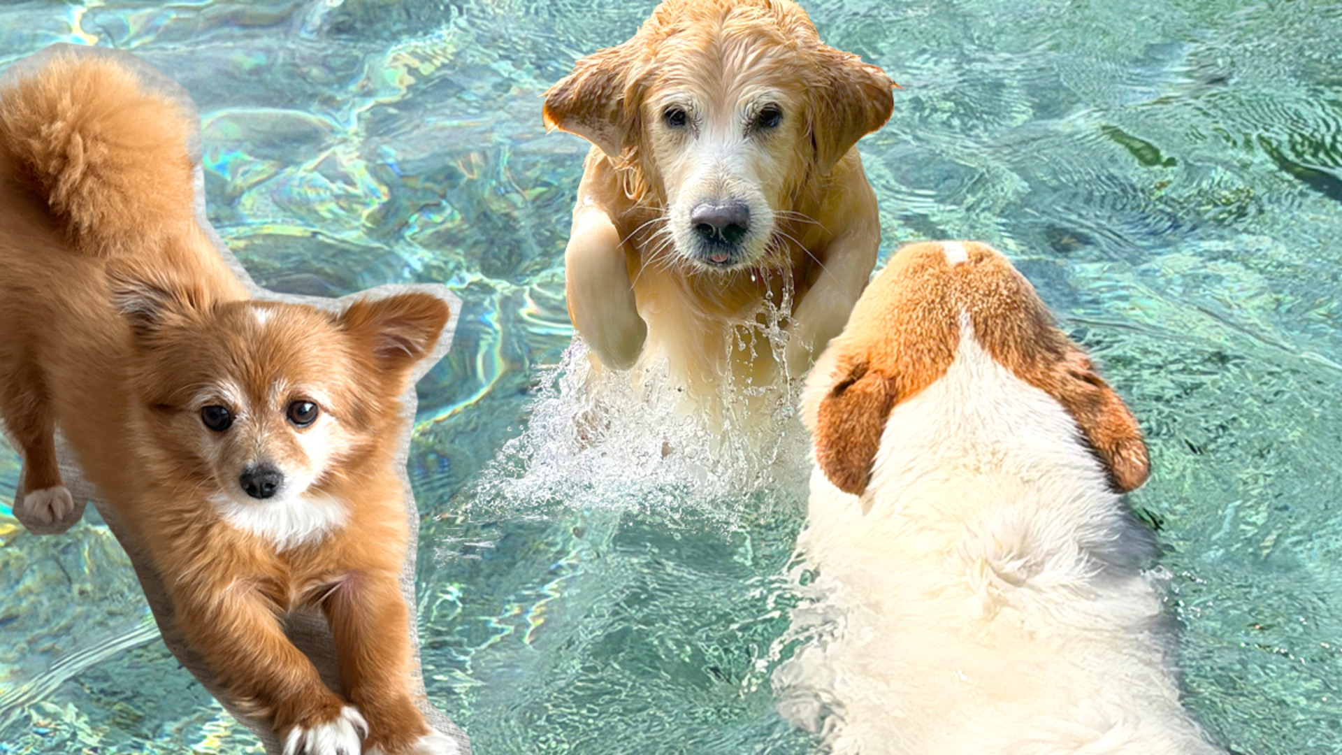 Five of South Korea’s most popular dogs interviewed today
